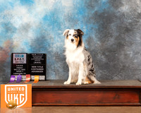 Australian Shepherd #1005 SPOT PNovOB