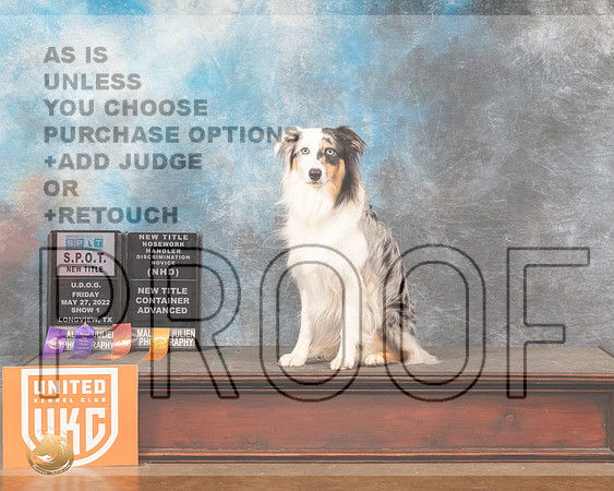 Australian Shepherd #1005 SPOT PNovOBMMJ_5971_Lngvw2022HR3