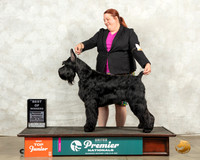 Giant Schnauzer #1271 Sat BOW Judge Ronald Sacca