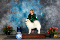 Samoyed #5 Fri WBBOW Judge Wendy Willhauck