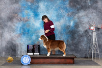 Australian Shepherd #10 Sat WBOHBOB Judge Pat Trotter