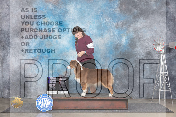 Australian Shepherd #10 Sat WBOHBOB Judge Pat Trotter__JP_5965_Amarillo_2024_HR3