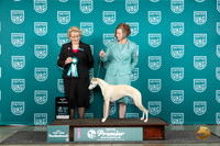 Whippet #135 Thurs T10AOE Judge Deborah Allen