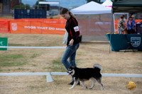 *Ringside Longview WA 2024 Alaska Klee Kai #388