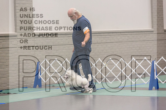 Poodle Sat Ring_JJL_0959_UKCLNGVIEWOCT2024_2024_HR3