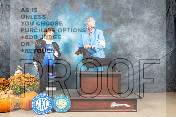 Dachshund Smooth #8 Sun G1 Judge Donnelle Richards_MJ_6736_Belton_2022_HR3