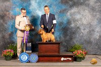 Norwich Terrier #15 Fri BISS  Judge Darryl Vice