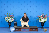 Cocker Spaniel Ascob #14 FRI WB BOW M Judge Jamie Hubbard