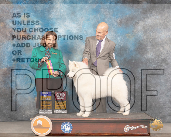 Samoyed #12 Thurs BOBOHBOB Judge Donnelle RichardsMMJ_2332_Mdlnd2022_HR3