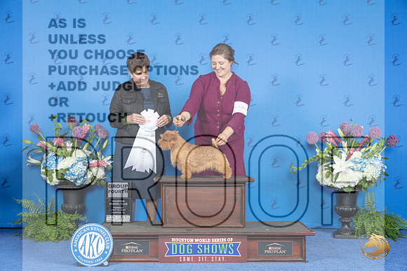 Norfolk Terrier #9 THUR G4 Judge Ann Yuhasz__JP_8416_Houston_2024_HR3