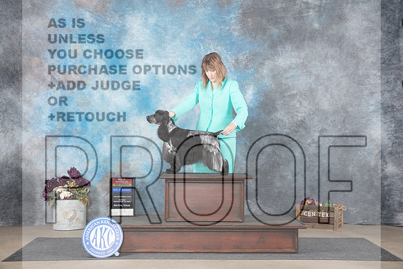 English Cocker Spaniel #6 BOWBOSNCH Judge Joan Liebes__JP_7668_Belton_2024_HR3