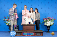 Bichon Frise #16 THUR OHG1 Judge Wood Wornall