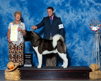 Akitas #5 Thrs G3 Witte Rick Teresa Sherry Wallis Agent Clint Livingston Judge Mrs Patricia A Hess