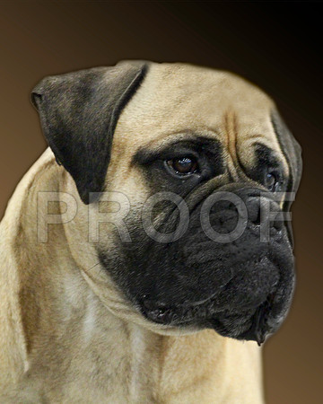 6-8VetSweeps-9661-Edit58x10