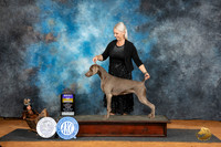 Weimaraner #6 Fri BOB Judge Suzanne Dillin r