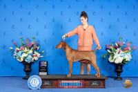 Vizsla #31 WEDWD M Judge Ida Kavafian r