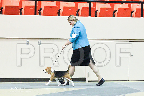 Beagle-8476LR