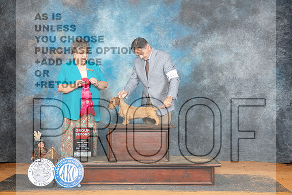 Dachshund Wirehaired #6 Sun G2 Judge Marilyn Pipes__JP_8840_MARSHALL_2024_HR3
