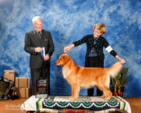 Golden Retriever #58 Sat BOW Maj +A2