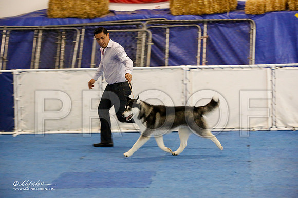 _M3_9034-AddisonHuskyMar2015-HR3