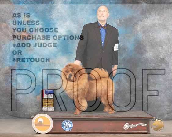 Chow Chow #5 Thurs BOW Judge Denny MounceMMJ_2382_Mdlnd2022_HR3