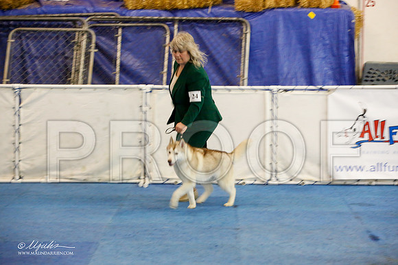 _M3_9052-AddisonHuskyMar2015-HR3