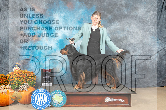 Gordon Setter #8 BOS Judge Del Richards_MJ_5793_Belton_2022_HR3