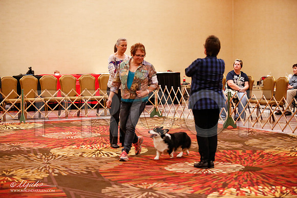 _JJ_8014-HstnCorgiFeb2015-HR3