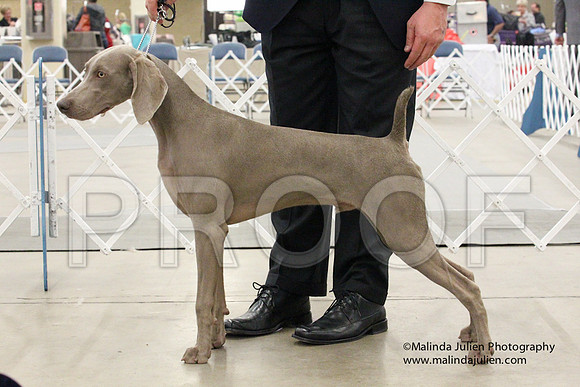 Weim-1431