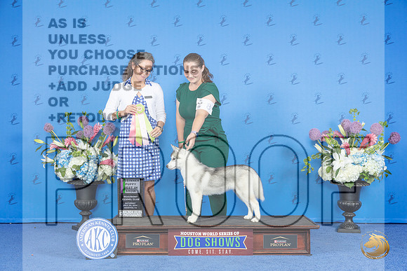 SIberian Husky #8 SAT 4to6P BIS Judge Britt Jung__JP_0031_Houston_2024_HR3
