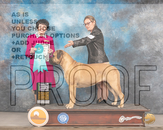 Bullmastiff #16 Thurs OHBIS Judge Barbara AldermanMMJ_2708_Mdlnd2022_HR3