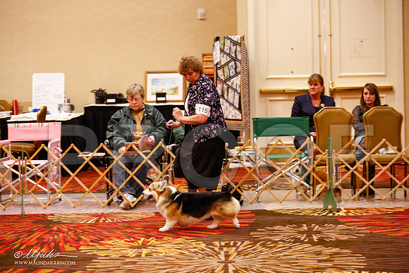 _JJ_9740-HstnCorgiFeb2015-HR3