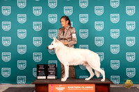 White Shepherd #291 Fri TD BOBRally Judge Polly Drake Judge Keith Kozaklewicz