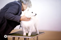 Best in Multi-Breed Show Sat Ring S2