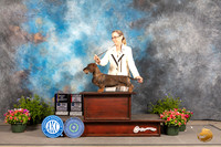 Dachshund Wirehaired #12 Fri BOVBOS Judge Michael Canalizo