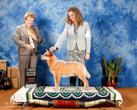 Australian Cattle Dog #17 Sat SD +A1