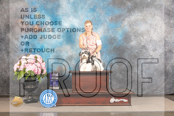 Havanese #25 FRI WD Major Judge Ken Murray_MJ_5804_Houston_2022_HR3