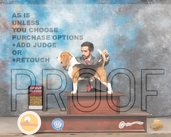 Beagle 15 #9 Sat G2 Judge Judy BrownMMJ_4772_Mdlnd2022_HR3