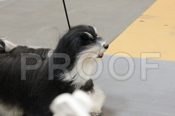 MJS_4937