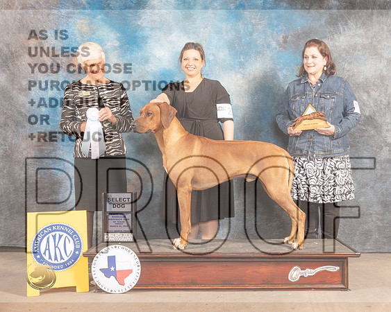 Rhodesian Ridgeback #27 Fri SD Judge Pluis Davern-MMJ_7216-FW2022-HR3