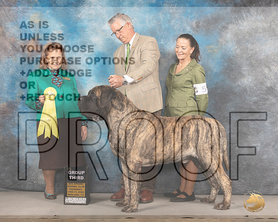 Mastiff #5 Thurs G3 Judge Donnelle RichardsMMJ_2432_Mdlnd2022_HR3