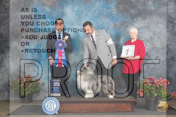 Shetland Sheepdog #5 Fri G1 Judge Paul Willhauck RBIS Victor Rosado__JP_4557_San Antonio_2024_HR3