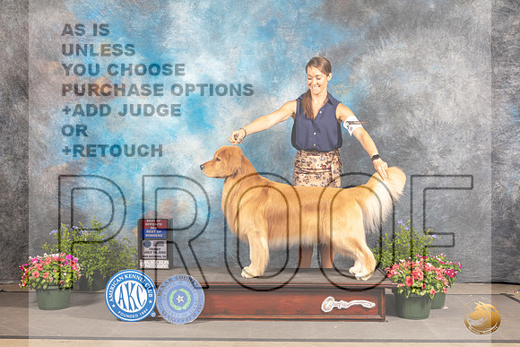 Golden Retriever #39 Fri BOSBOW Judge Anne Bolus_MJ_0015_SA_2022_HR3