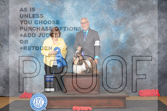 Shihtzu #5 Sat G1 Judge Helen Tomb-Taylor__JP_0207_Sulphur Springs_2024_HR3