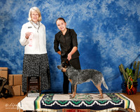 Australian Cattle Dog #J10 Sun Nov Jr 1st +A1