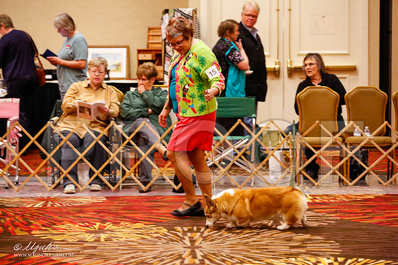 _JJ_8486-HstnCorgiFeb2015-HR3