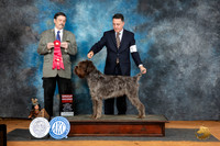 Pointing Griffon #5 Sat G2 Judge Jim Fehring