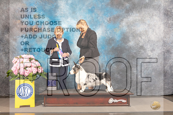 Cardigan Welsh Corgi #21 THUR BOW WD Major Judge Polly Smith-_MJ_3710e-Hstn2022_HR3