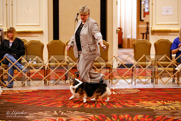 _JJ_8987-HstnCorgiFeb2015-HR3