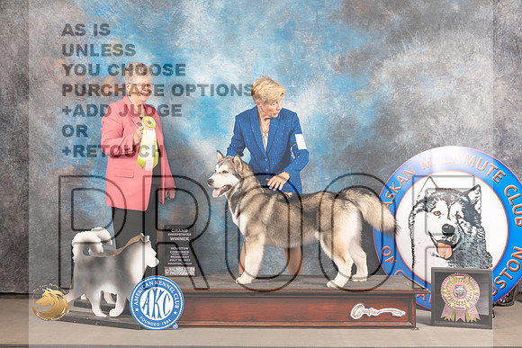 Alaskan Malamute #6 WED BSweeps Judge Slyvie Mcgee_MJ_2356_Houston_2022_HR3
